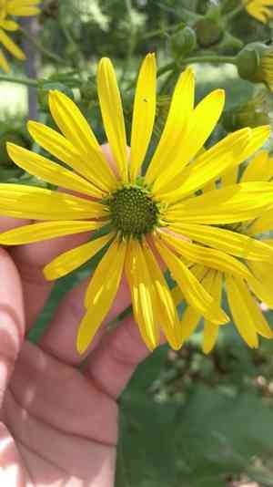Rosinweeds (Silphium)(Silphium)