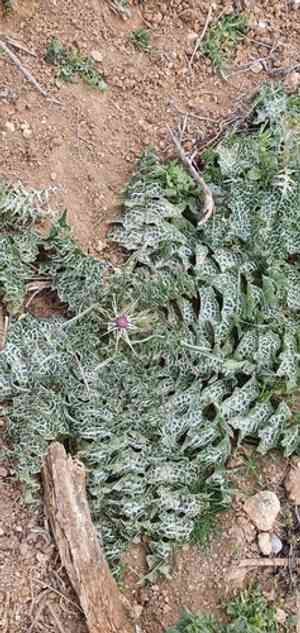 Silver milk thistle(Silybum eburneum)