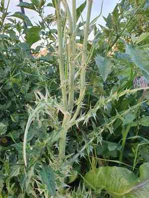 Silver milk thistle(Silybum eburneum)
