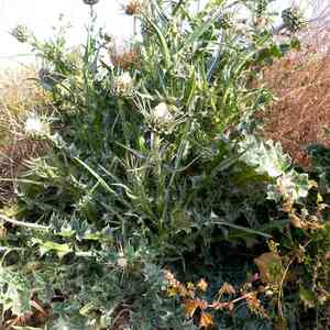 Silver milk thistle(Silybum eburneum)