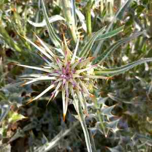 Silver milk thistle(Silybum eburneum)
