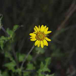 Awnless bushsunflower(Simsia calva)