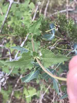 Awnless bushsunflower(Simsia calva)