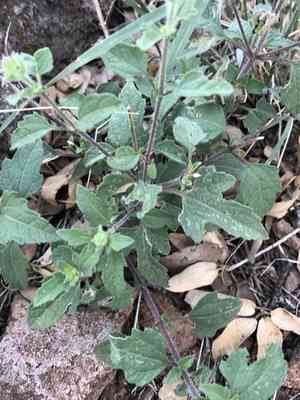 Awnless bushsunflower(Simsia calva)