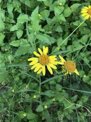 Awnless bushsunflower(Simsia calva)
