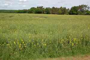 Wild mustard(Sinapis arvensis)