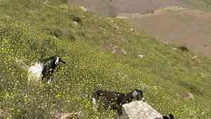 Wild mustard(Sinapis arvensis)