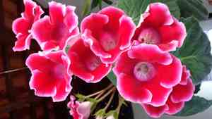 Gloxinia(Sinningia speciosa)
