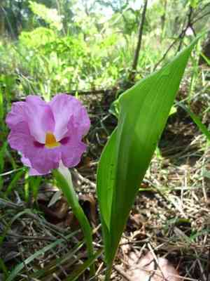 Rose ginger(Siphonochilus kirkii)