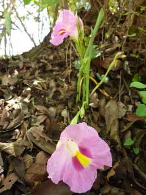 Rose ginger(Siphonochilus kirkii)