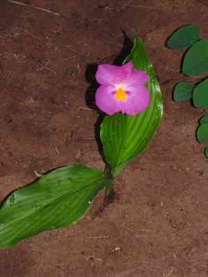 Rose ginger(Siphonochilus kirkii)