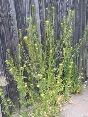 London rocket(Sisymbrium irio)