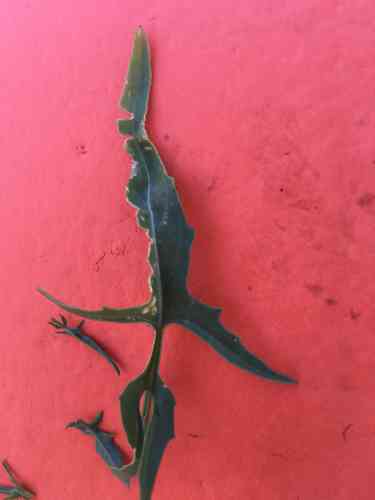 London rocket(Sisymbrium irio)