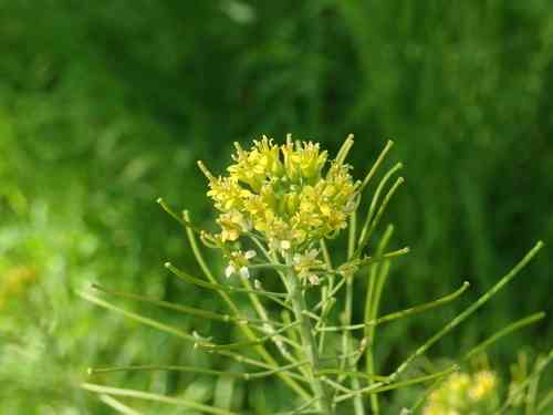London rocket(Sisymbrium irio)