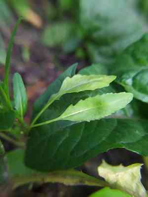 London rocket(Sisymbrium irio)
