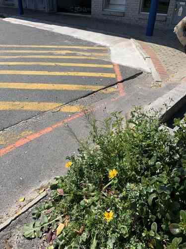 London rocket(Sisymbrium irio)