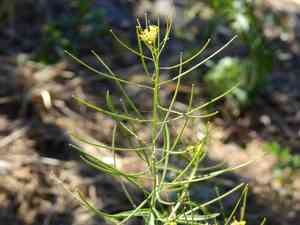 London rocket(Sisymbrium irio)