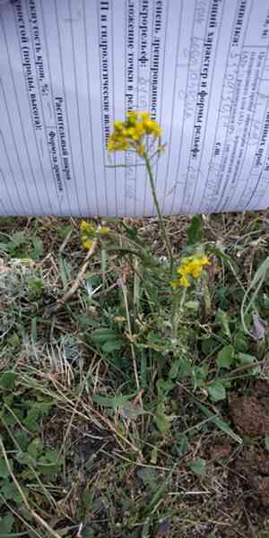 Tall hedge mustard(Sisymbrium loeselii)