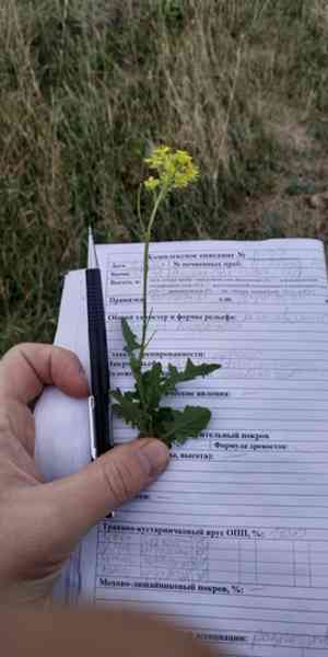Tall hedge mustard(Sisymbrium loeselii)
