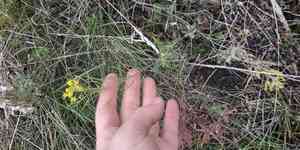 Tall hedge mustard(Sisymbrium loeselii)
