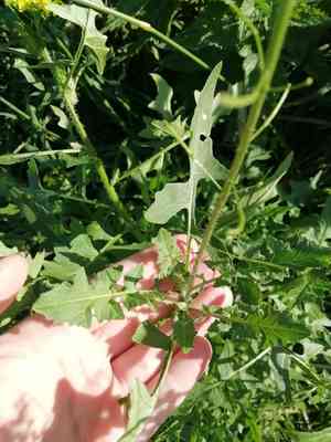 Tall hedge mustard(Sisymbrium loeselii)