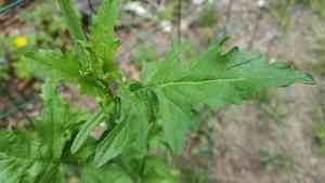 Hedge mustard (Sisymbrium)(Sisymbrium)