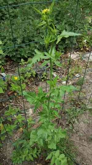 Hedge mustard (Sisymbrium)(Sisymbrium)