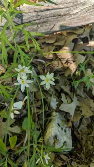 White blue-eyed grass(Sisyrinchium albidum)