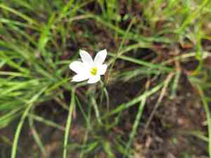 White blue-eyed grass(Sisyrinchium albidum)