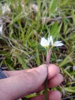 White blue-eyed grass(Sisyrinchium albidum)
