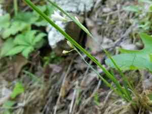 White blue-eyed grass(Sisyrinchium albidum)