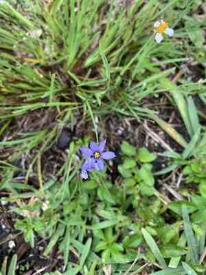 Narrow-leaf blue-eyed grass(Sisyrinchium angustifolium)