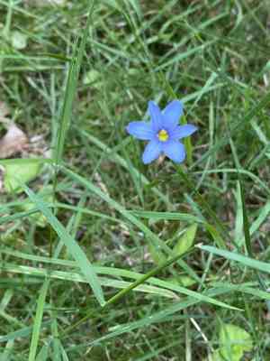 Narrow-leaf blue-eyed grass(Sisyrinchium angustifolium)