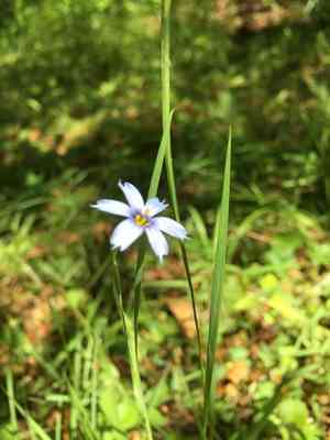 Narrow-leaf blue-eyed grass(Sisyrinchium angustifolium)