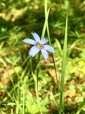 Narrow-leaf blue-eyed grass(Sisyrinchium angustifolium)