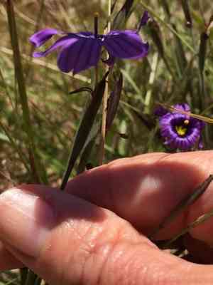 Western blue-eyed grass(Sisyrinchium bellum)