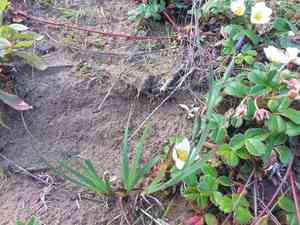Western blue-eyed grass(Sisyrinchium bellum)