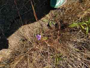 Western blue-eyed grass(Sisyrinchium bellum)