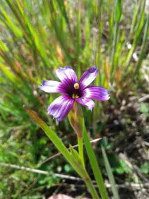 Western blue-eyed grass(Sisyrinchium bellum)