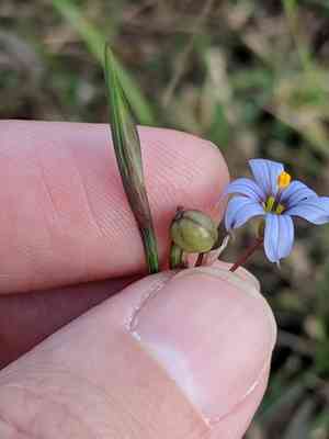 Wiry blue-eyed grass(Sisyrinchium biforme)