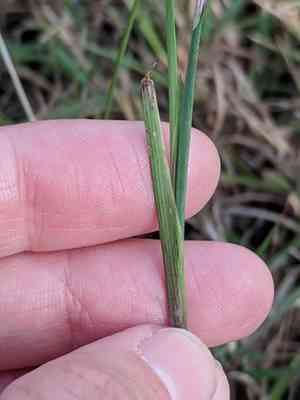 Wiry blue-eyed grass(Sisyrinchium biforme)