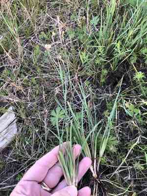 Wiry blue-eyed grass(Sisyrinchium biforme)