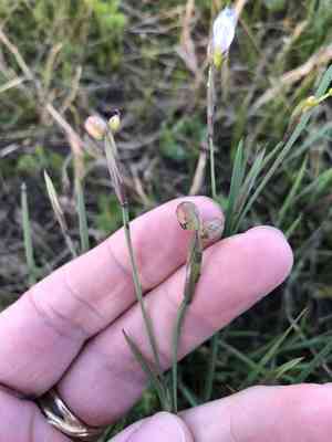 Wiry blue-eyed grass(Sisyrinchium biforme)