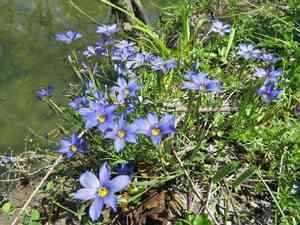 Roadside blue-eyed grass(Sisyrinchium langloisii)