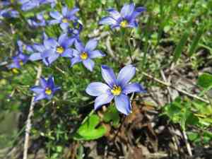 Roadside blue-eyed grass(Sisyrinchium langloisii)