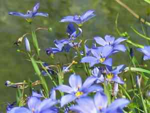 Roadside blue-eyed grass(Sisyrinchium langloisii)