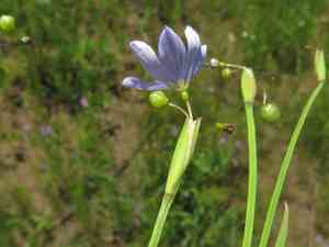 Roadside blue-eyed grass(Sisyrinchium langloisii)