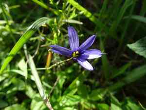 Swordleaf blue-eyed grass(Sisyrinchium scabrum)