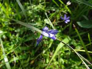 Swordleaf blue-eyed grass(Sisyrinchium scabrum)
