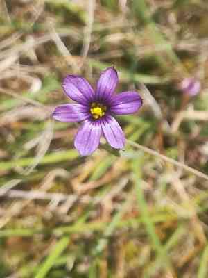 Swordleaf blue-eyed grass(Sisyrinchium scabrum)